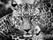 Young Leopard Poster Print by Dimitri Ersler - Item # VARPDX3AP2046